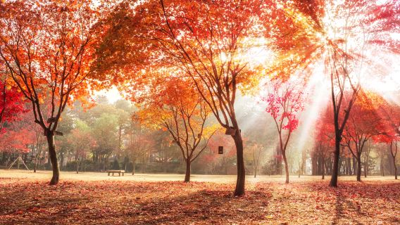 韓國江原道私人包車一日遊【鐵路自行車｜南怡島｜樂高｜法國村】