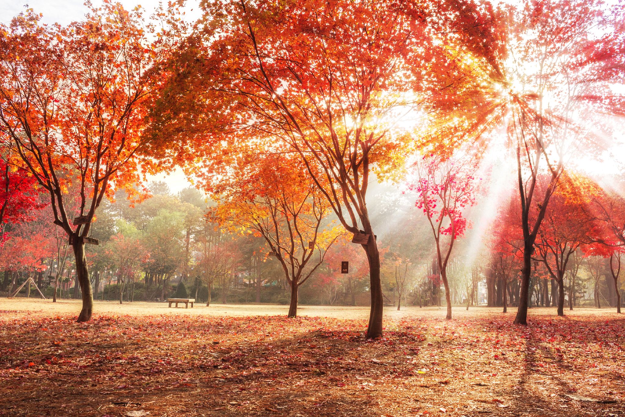 韓國江原道私人包車一日遊【鐵路自行車｜南怡島｜樂高｜法國村】
