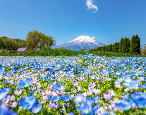 山中湖村 自由行套票