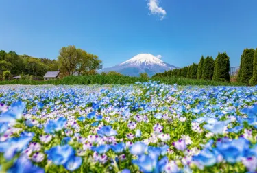 山中湖