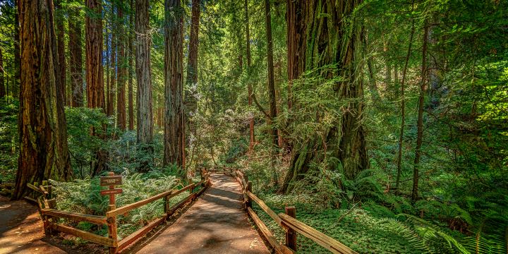 Muir Woods National Monument