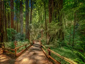 Muir Woods National Monument