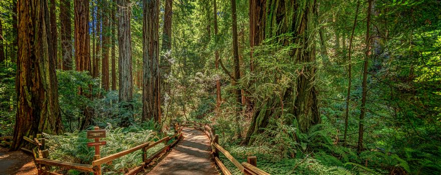 Muir Woods National Monument