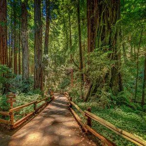 Muir Woods National Monument