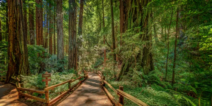 繆爾森林國家紀念地