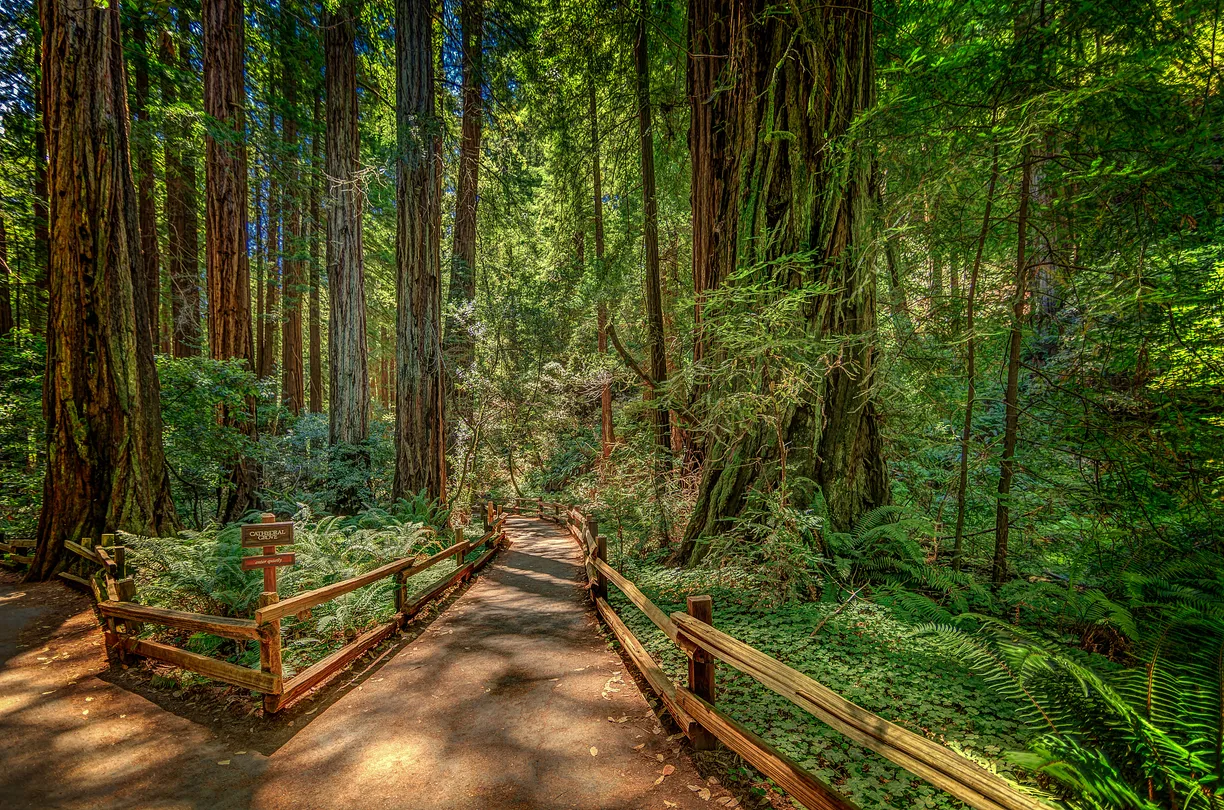 1_Muir Woods National Monument