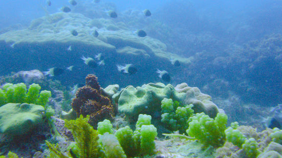 One Ocean: The Zanzibar Dive Center