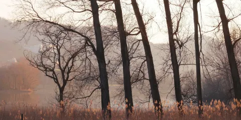 紫蓬山國家森林公園