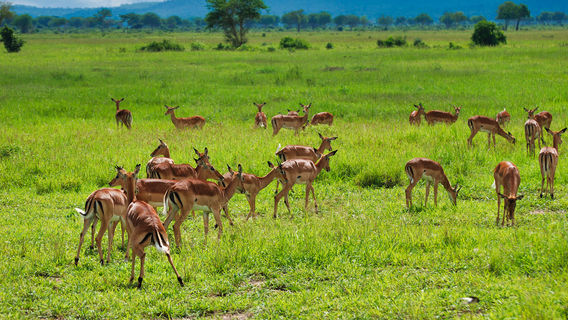 Mikumi National Park