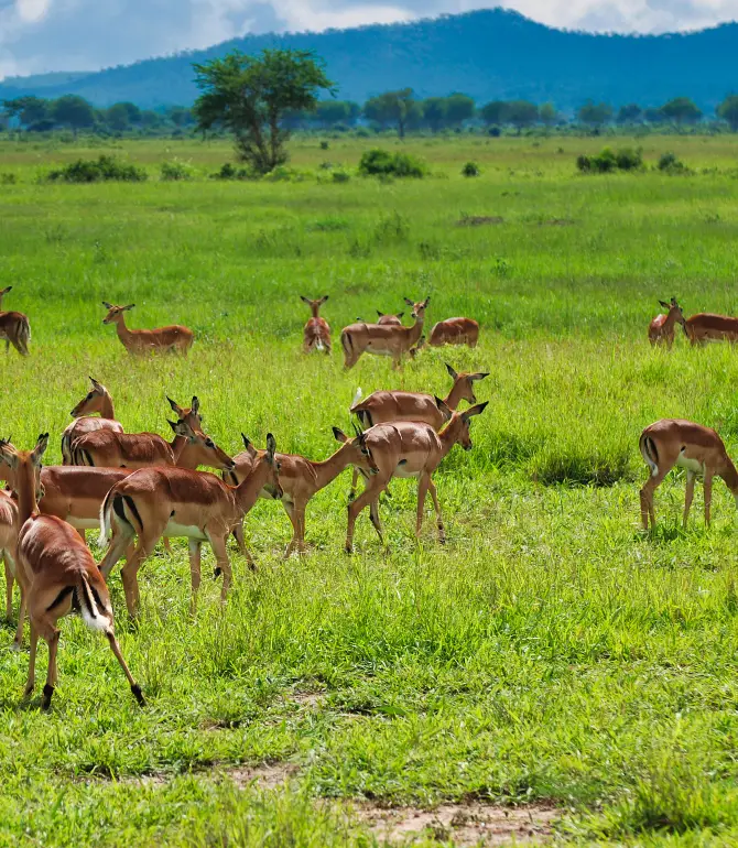Morogoro