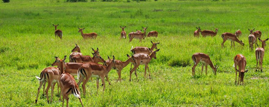 Parc national de Mikumi