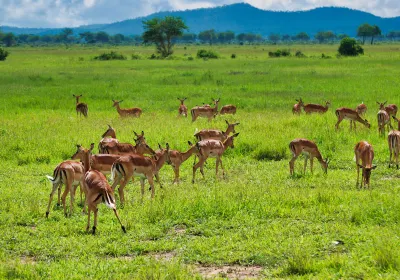Morogoro
