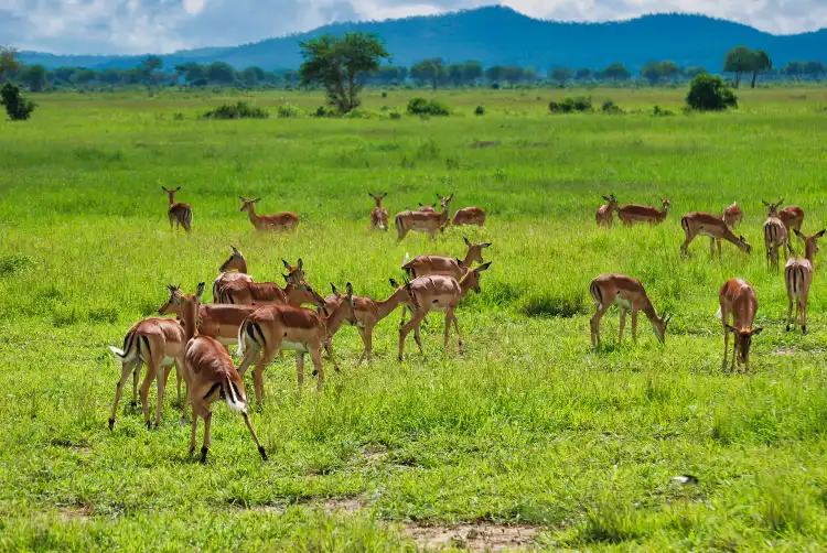 Morogoro