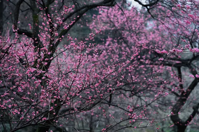 Plum Blossom Viewing in Zhejiang