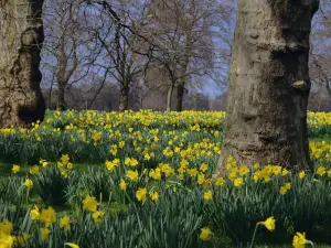 Hyde Park