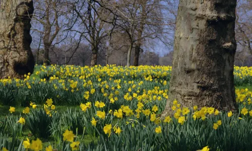 Hyde Park
