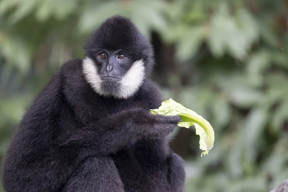 4_深圳野生動物園