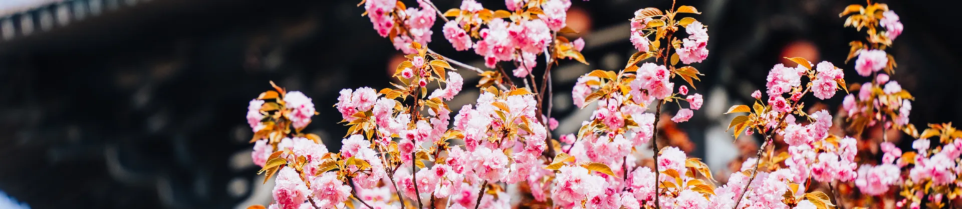 Sites de Randonnée Florale