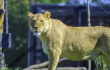 Lincoln Park Zoo
