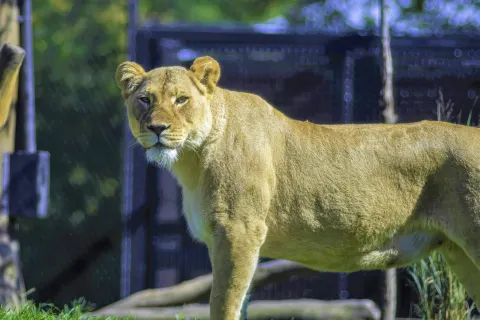 Lincoln Park Zoo