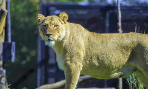 Lincoln Park Zoo