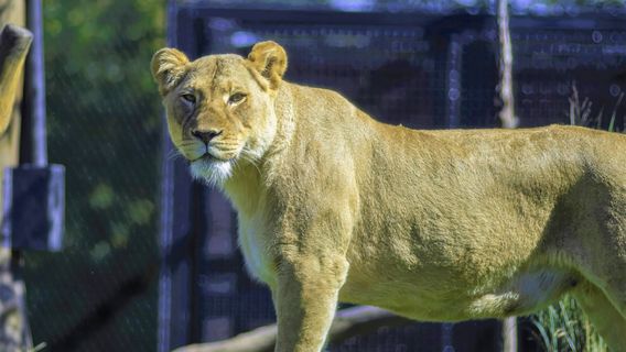 Lincoln Park Zoo