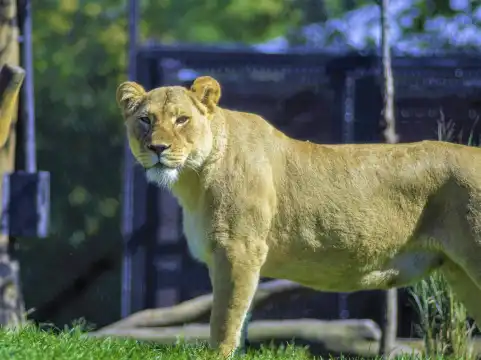 鄰近林肯公園動物園的酒店