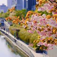 東京スカイツリーの桜並木