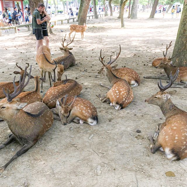 여기저기 귀여운 사슴들이  가득한 곳
