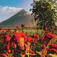 Mayon Volcano Philippines