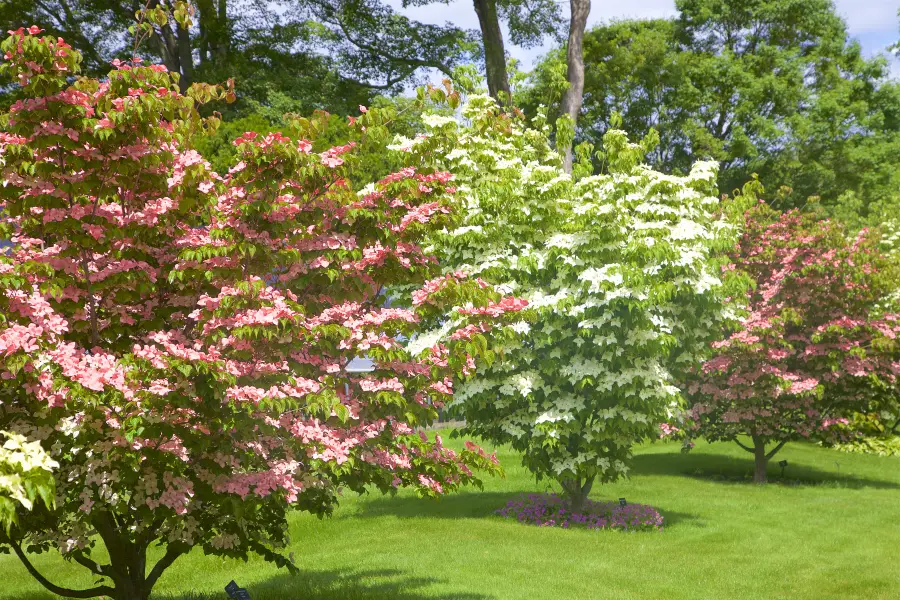 蘭科植物園