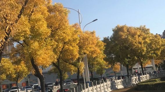 Hotan Populus euphratica Forest