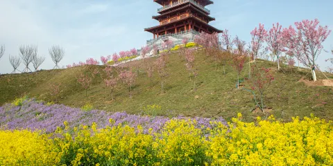 古柏渡豐樂櫻花園