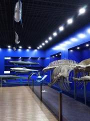 南中國海珍稀標本館