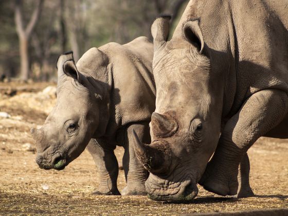 Pu'er National Park, Xiniu (Rhino) Plains Scenic Area