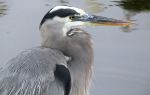 Clark County Wetlands Park