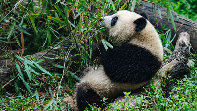 Giant Panda Watching in Chengdu