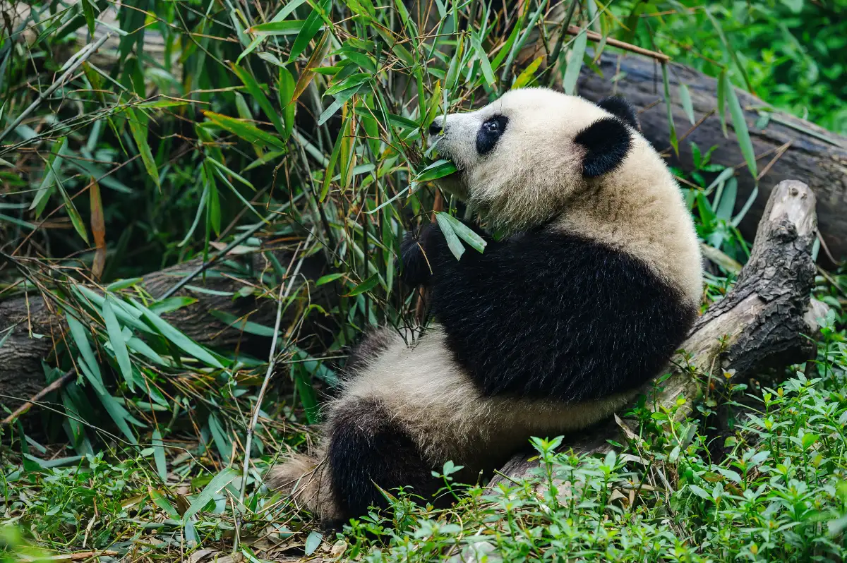 Panda Valley