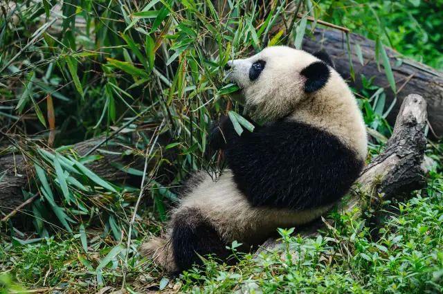 Panda Viewing in Chengdu