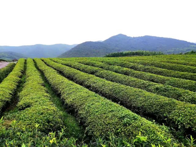 룽츠산(용지산) 자전거 공원