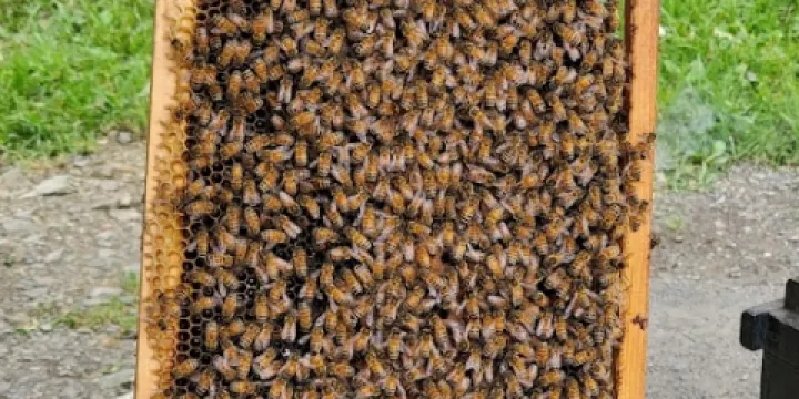 何文當-清境養蜂場