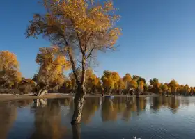 塔里木河濕地旅遊景區原始胡楊林生態文化景區