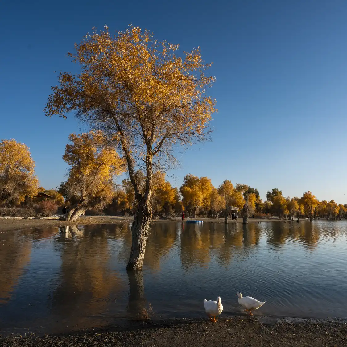 Hotels near Tarim River Wetland Tourism Scenic Area - Original Populus Euphratica Forest Ecological and Cultural Scenic Area