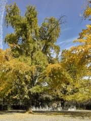 Ancient Ginkgo Sisters Garden