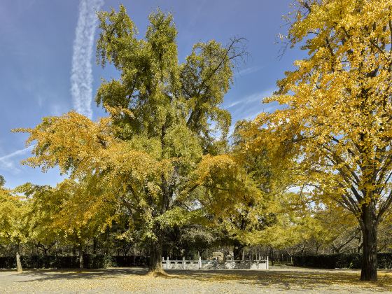 Ancient Ginkgo Sisters Garden