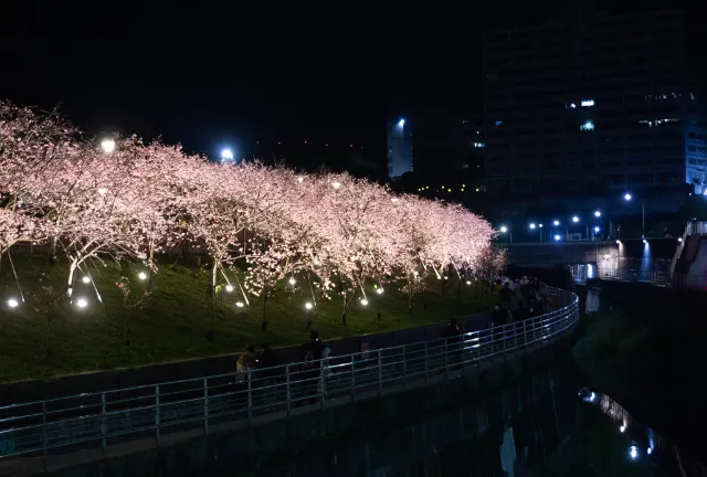 內湖樂活公園櫻花