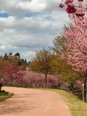 紫雲山櫻花園