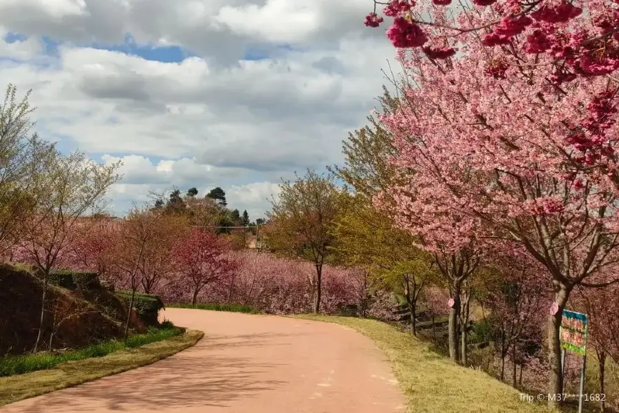 紫雲山櫻花園