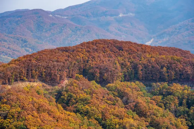 Fall Foliage Sightseeing in Jilin