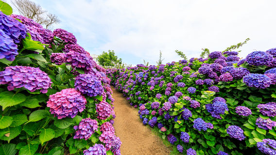 Hydrangea Viewing on Jeju Island